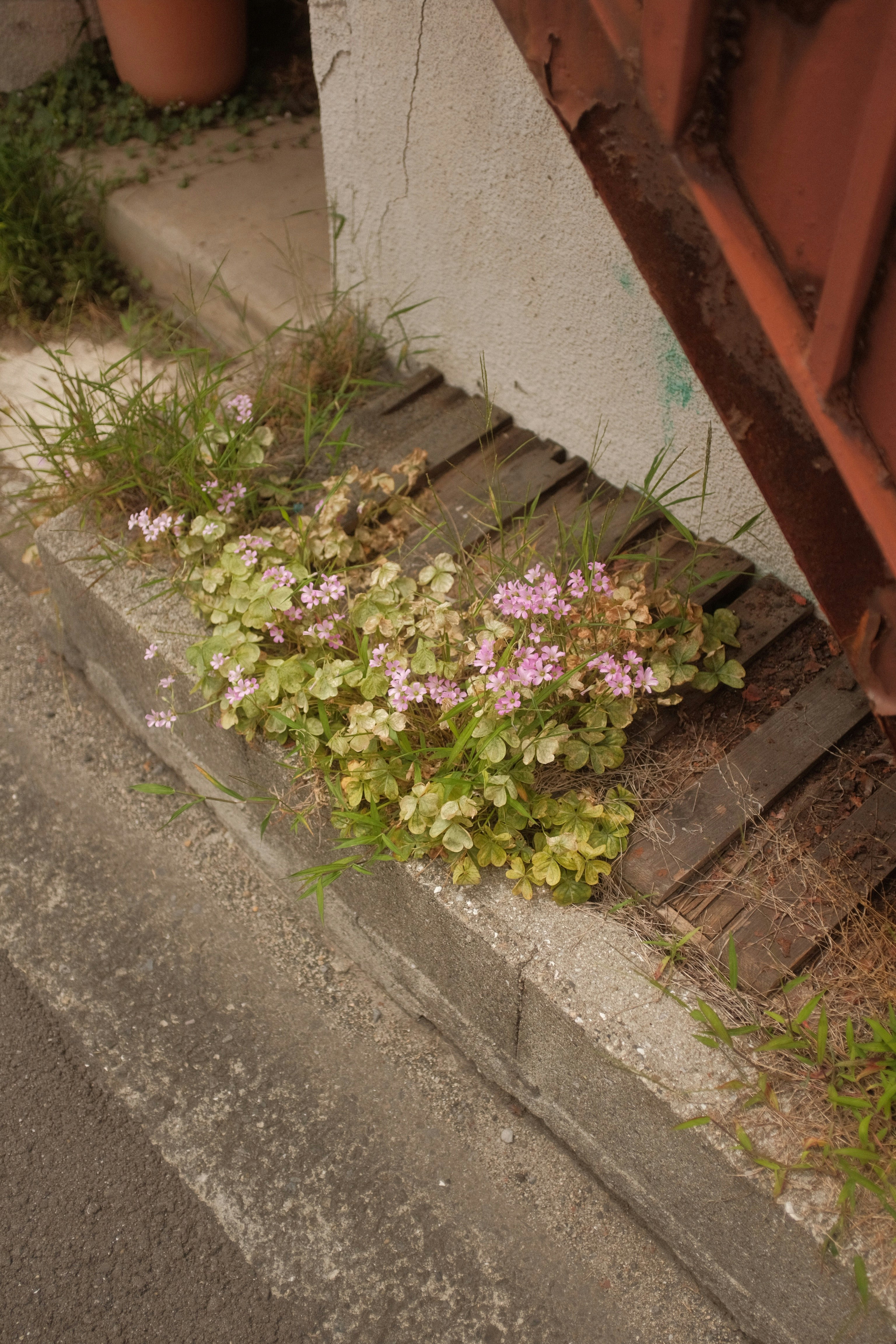 pink and yellow flowers beside gray concrete wall